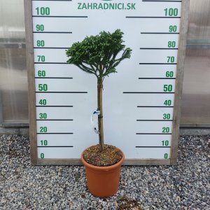 Kryptoméria japonská (Cryptomeria japonica) ´GLOBOSA NANA´ - výška 60-80 cm, kont. C9L (-26 °C) - NA KMIENKU