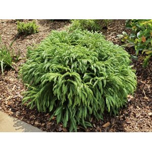Kryptoméria japonská (Cryptomeria japonica) 'GLOBOSA NANA' výška: 20-30 cm, Ø 15-25 cm, kont. C3L  (-21°C)