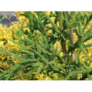 Kryptoméria japonská (Cryptomeria japonica) ´RASEN´ - výška 50-70 cm, kont. C3L