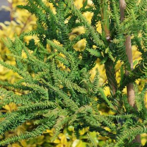 Kryptoméria japonská (Cryptomeria japonica) ´RASEN´ - výška 50-70 cm, kont. C3L