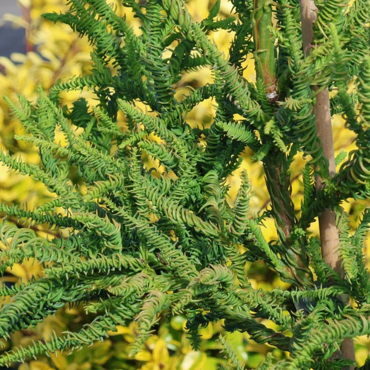 Kryptoméria japonská (Cryptomeria japonica) ´RASEN´ - výška 50-70 cm, kont. C3L