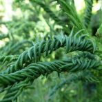 Kryptoméria japonská (Cryptomeria japonica) ´RASEN´ - výška 50-70 cm, kont. C3L
