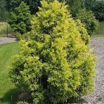 Kryptoméria japonská (Cryptomeria japonica) 'SEKKAN' - výška 50-70 cm, kont. C5L