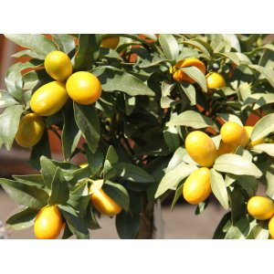 Kumquat (Citrus japonica) ´FORTUNELLA MARGARITA´ - výška 90-100 cm, kont. C30L