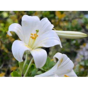 Ľalia biela liečivá (Lilium candidum) ´JOZEFKOVÁ ĽALIA´ - výška 10-15 cm, kont. C3L