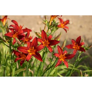 Ľaliovka (Hemerocallis) ´CRIMSON PIRATE´ kont. C2L