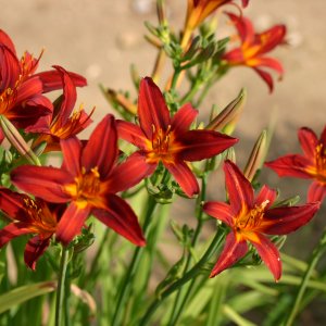 Ľaliovka (Hemerocallis) ´CRIMSON PIRATE´, kont. C2L