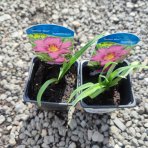 Ľaliovka (Hemerocallis) ´SUMMER WINE´ kont. P9/C2L