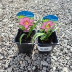 Ľaliovka (Hemerocallis) ´SUMMER WINE´ kont. P9/C2L