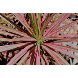 Ľanovník novozélandský (Phormium Tenax)  ´PINK FLAMINGO´ - výška 70-90 cm, kont. C2L (-5℃)