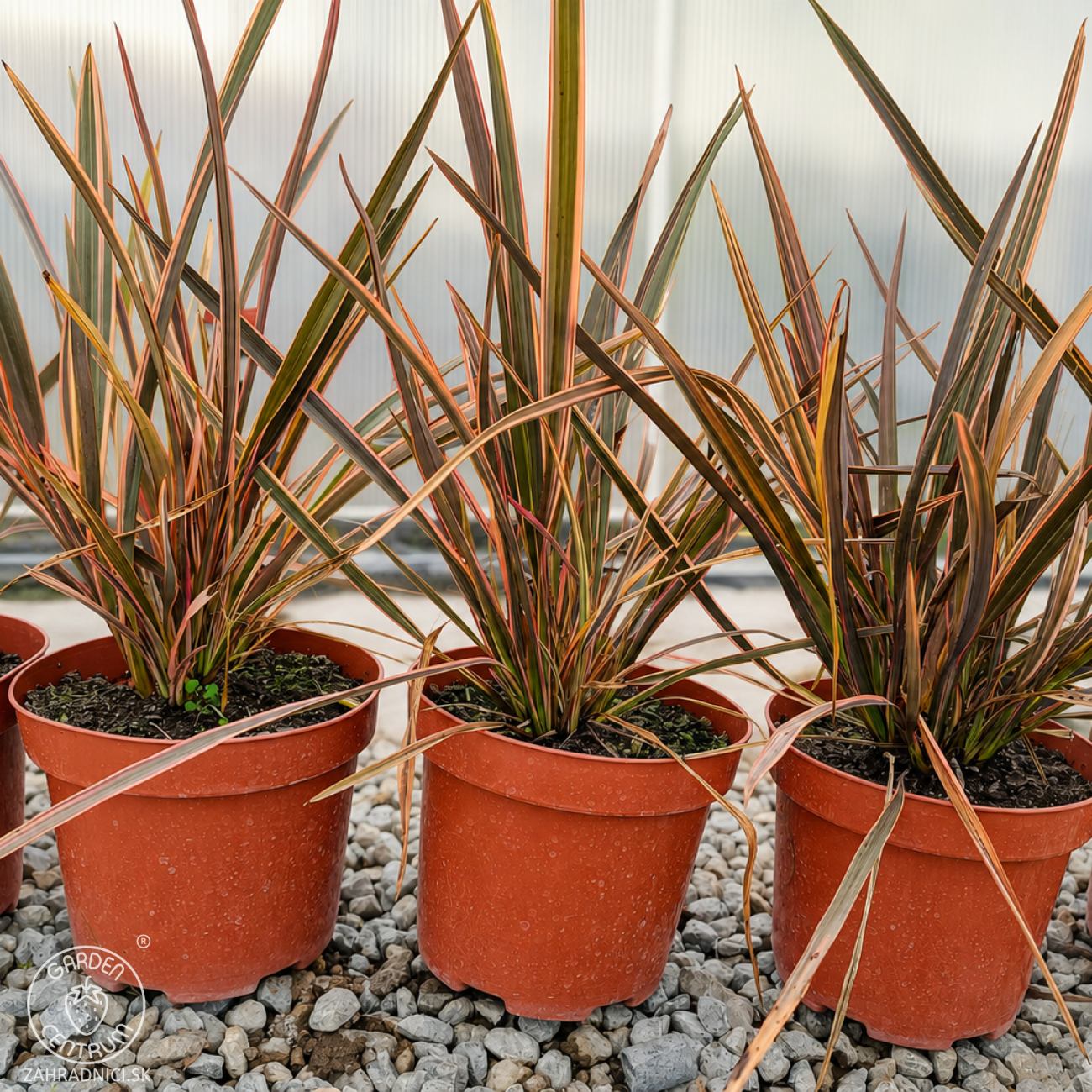 Obrázok Ľanovník novozélandský (Phormium Tenax) ‘SUNDOWNER’ - výška 30-40 cm, kont. C2L