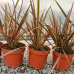 Ľanovník novozélandský (Phormium Tenax) ‘SUNDOWNER’ - výška 30-40 cm, kont. C2L