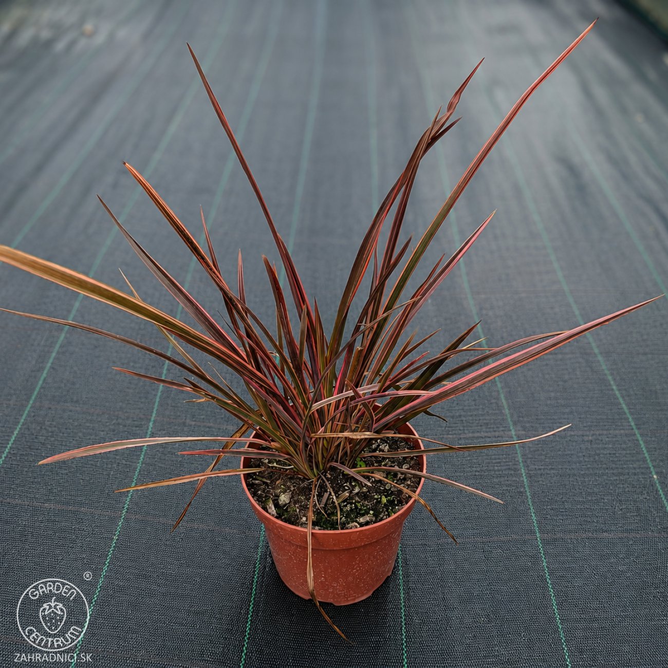 Obrázok Ľanovník novozélandský (Phormium Tenax) ‘SUNDOWNER’ - výška 30-40 cm, kont. C2L