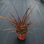 Ľanovník novozélandský (Phormium Tenax) ‘SUNDOWNER’ - výška 30-40 cm, kont. C2L