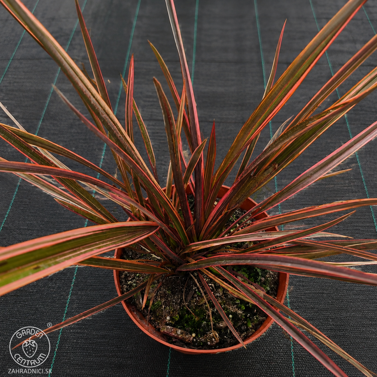 Obrázok Ľanovník novozélandský (Phormium Tenax) ‘SUNDOWNER’ - výška 30-40 cm, kont. C2L