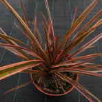 Ľanovník novozélandský (Phormium Tenax) ‘SUNDOWNER’ - výška 30-40 cm, kont. C2L