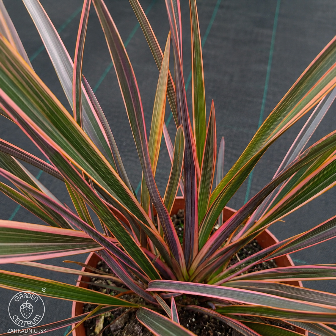 Obrázok Ľanovník novozélandský (Phormium Tenax) ‘SUNDOWNER’ - výška 30-40 cm, kont. C2L