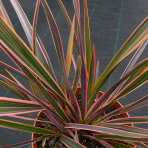 Ľanovník novozélandský (Phormium Tenax) ‘SUNDOWNER’ - výška 30-40 cm, kont. C2L