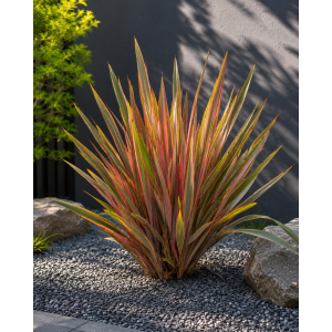 Ľanovník novozélandský (Phormium Tenax) ‘SUNDOWNER’ - výška 30-40 cm, kont. C2L 