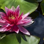 Lekno (Nymphaea) ´ESCARBOUCLE´ - ⌀ 5-15 cm, kont. P11