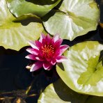 Lekno (Nymphaea) ´ESCARBOUCLE´ - ⌀ 5-15 cm, kont. P11