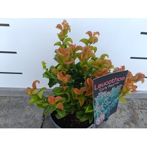 Leukote (Leucothoe axillaris) ´CURLEY RED´®- výška 20-30 cm, kont. C2L