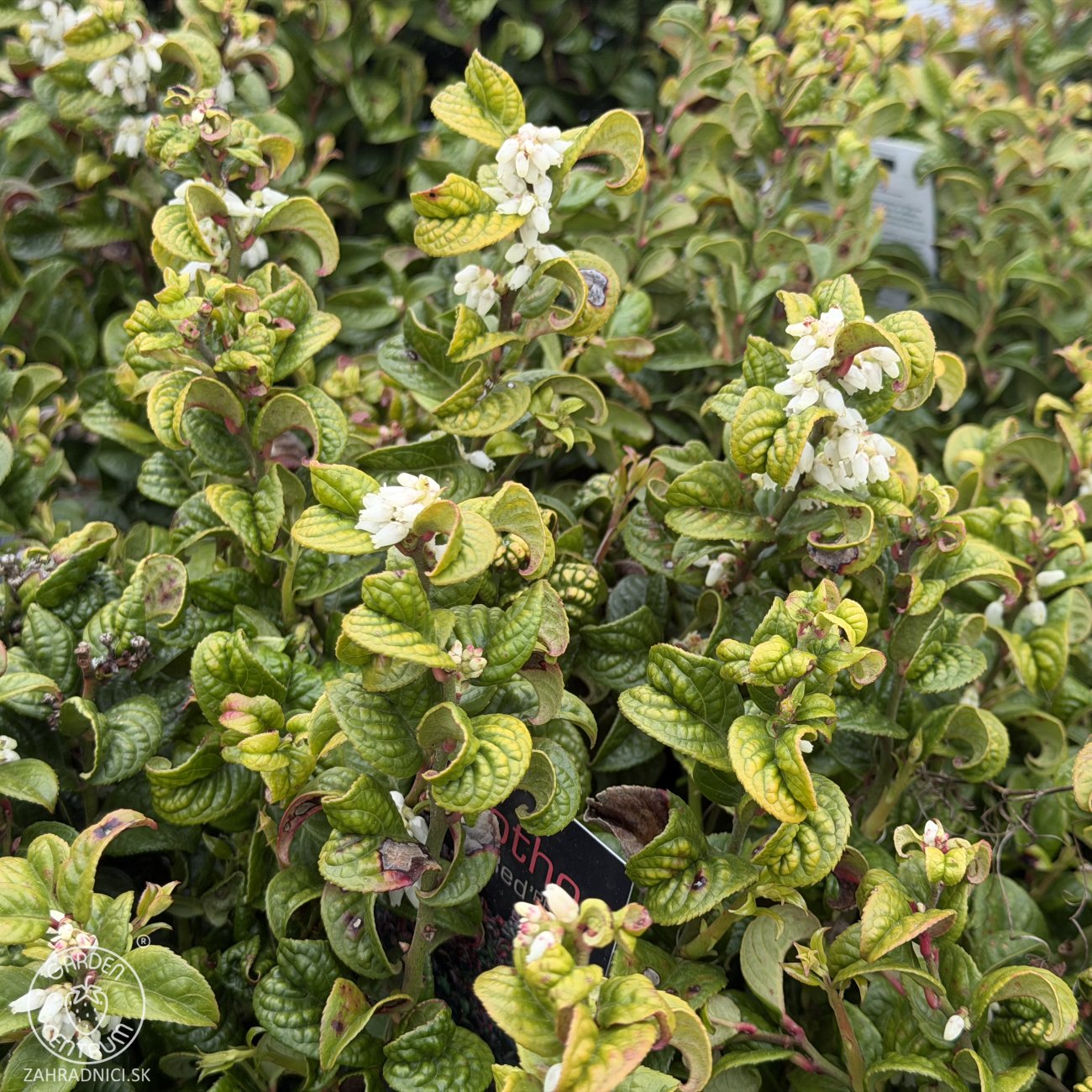 Obrázok Leukote (Leucothoe axillaris) ´ZEBLID´ - výška 20-30 cm, kont. C2L