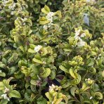 Leukote (Leucothoe axillaris) ´ZEBLID´ - výška 20-30 cm, kont. C2L