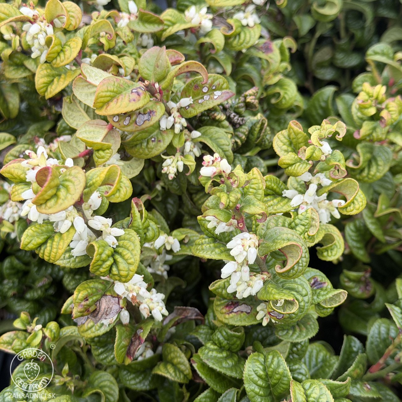 Obrázok Leukote (Leucothoe axillaris) ´ZEBLID´ - výška 20-30 cm, kont. C2L