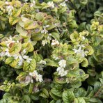 Leukote (Leucothoe axillaris) ´ZEBLID´ - výška 20-30 cm, kont. C2L