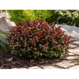 Leukote (Leucothoe axillaris) ´CURLY RED´®- výška 20-25 cm, kont. C2L