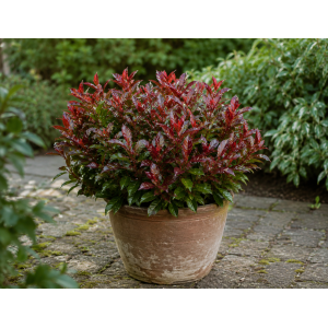 Leukote (Leucothoe axillaris) ´ZEBLID´ - výška 10-20 cm, kont. P17