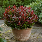 Leukote (Leucothoe axillaris) ´ZEBLID´ - výška 20-30 cm, kont. C2L
