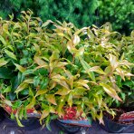 Leukote (Leucothoe axillaris) ´ZEBLID´ - výška 20-30 cm, kont. C2L