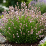 Levanduľa úzkolistá (Lavandula angustifolia) ´ROSEA´ - kont. C1L