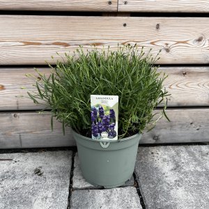 Levanduľa úzkolistá - Lavandula ´HIDCOTE BLUE´, výška: 20+ cm, kont.C5L