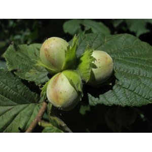 Barcelónska lieska veľkoplodá (Corylus avellana) výška 60-80 cm, kont. C2L