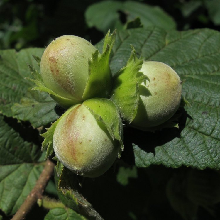 Barcelónska lieska veľkoplodá (Corylus avellana) výška 60-80 cm, kont. C2L