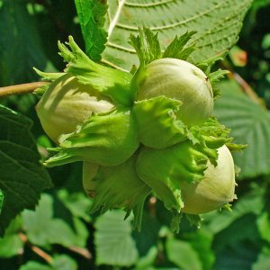 Barcelónska lieska veľkoplodá (Corylus avellana), výška 150-180 cm, kont. C6L 