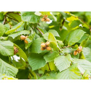Lieska obyčajná (Corylus avellana) ´NOTTINGHAM´ - výška 200-250 cm, obvod kmeňa 16/18 cm,  kont. C70L - NA KMIENKU
