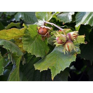 Lieska obyčajná (Corylus avellana) ´TONDA DALLE LANGHE´, výška 120-150 cm, kont. C9L