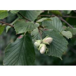 Lieska kríková (Corylus avellana) 'MORTARELLA', výška 40-60 cm, kont. C1L 