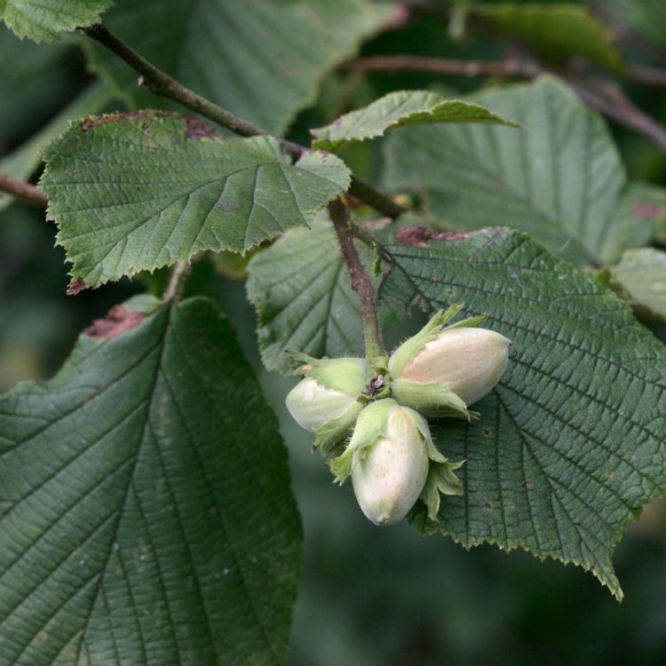 Lieska kríková (Corylus avellana) 'MORTARELLA', výška 40-60 cm, kont. C1L 