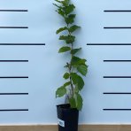 Lieska obyčajná (Corylus avellana) ´TONDA ROMANA´, výška 40-60 cm, kont. C1L 