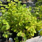 Lieska obyčajná (kríková) - biela (Corylus avellana) ´LOMBARDSKÁ´, výška 60-90 cm, kont. C2L