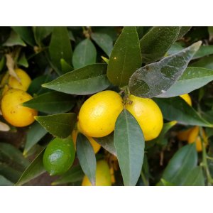 Limequat (Citrofortunella × floridana) ´EUSTIS´ - výška: 120-150 cm, kont. C18L