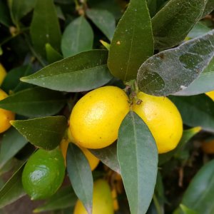Limequat (Citrofortunella × floridana) ´EUSTIS´ - výška: 120-150 cm, kont. C18L