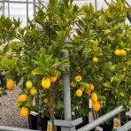 Limequat (Citrofortunella × floridana) ´EUSTIS´ - výška: 120-150 cm, kont. C18L