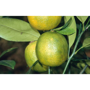 Limetka (Citrus × aurantiifolia) ´BEARSS´ – výška 110-130 cm, obvod kmeňa 8/10 cm, kont. C25L