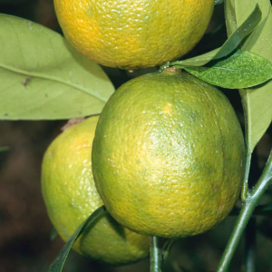 Limetka (Citrus × aurantiifolia) ´BEARSS´ – výška 110-140 cm, kont. C25L